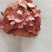 正宗野生茯苓干片精品土茯苓红肉干片欢迎联系