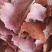 正宗野生茯苓干片精品土茯苓红肉干片欢迎联系