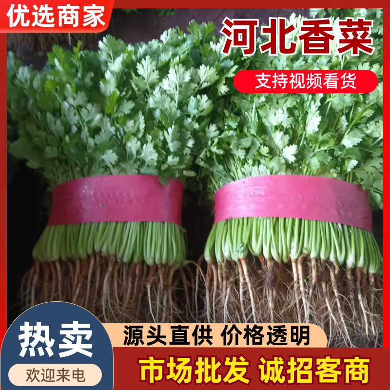 邯郸精品大叶香菜大量有货/量大价优/欢迎咨询