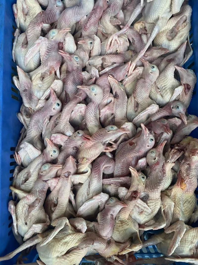 广东家养鸽子/精品乳鸽/规格齐全/量大价优/欢迎下单