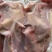 广东家养鸽子的肉/精品乳鸽白条/规格齐全/量大价优/欢迎下单