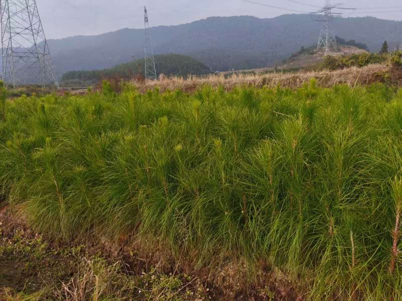 一年湿地松松树苗湿地松量大从优基地直发欢迎来电