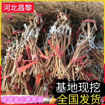 妮娜皇后/妮娜公主葡萄苗/河北葡萄苗/基地现挖/保证纯度