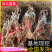 妮娜皇后/妮娜公主葡萄苗/河北葡萄苗/基地现挖/保证纯度