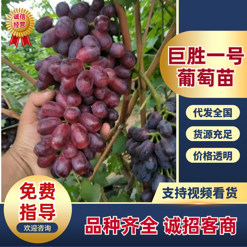 《巨胜一号葡萄苗》河北葡萄苗/早熟新品种/保纯度/现挖现发