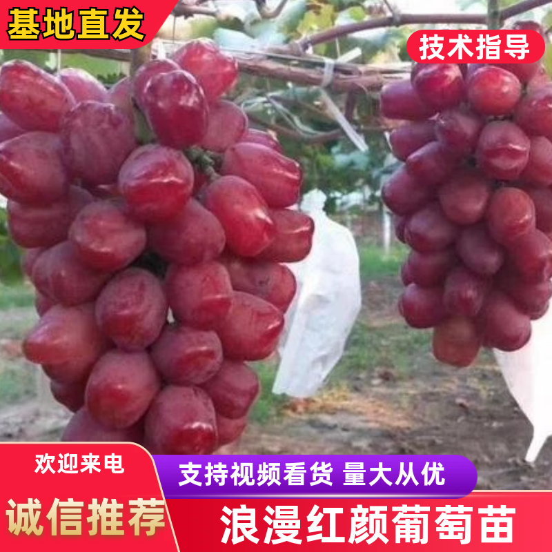 浪漫红颜葡萄苗/纯度、质量高/技术指导/可签合同/现挖现发