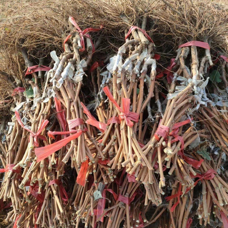 浪漫红颜葡萄苗/纯度、质量高/技术指导/可签合同/现挖现发