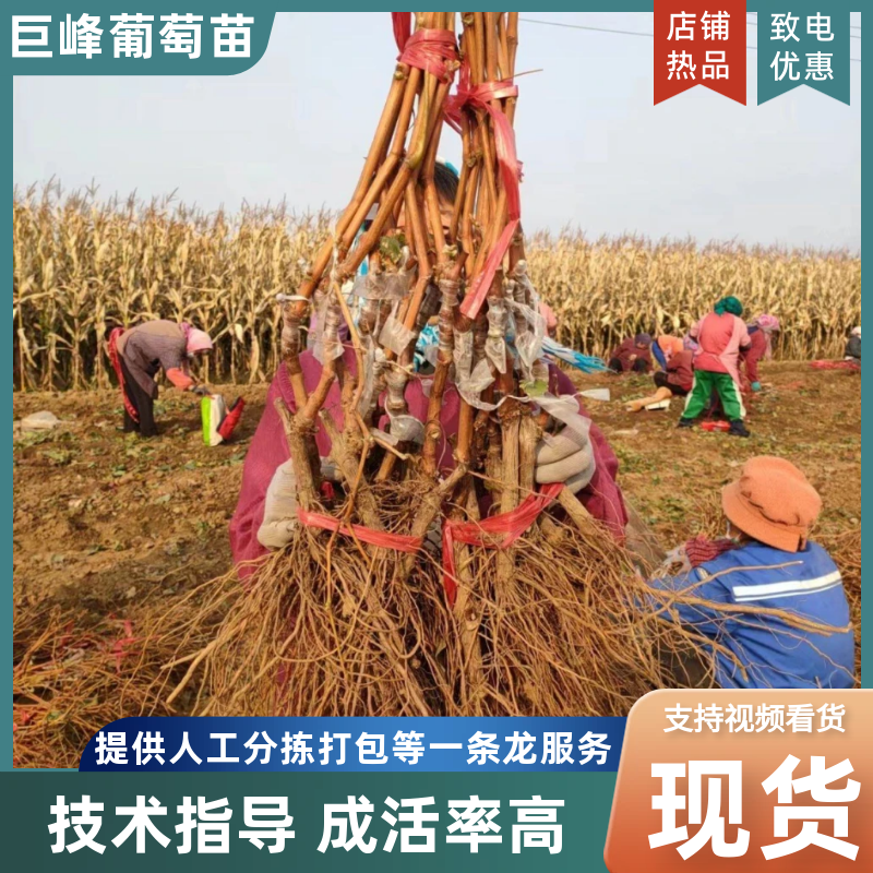 《巨峰葡萄苗》昌黎葡萄苗/基地直供/保证纯度/可签合同