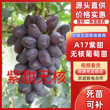 《紫甜无核葡萄苗》昌黎葡萄苗/a17葡萄苗/无核葡萄苗