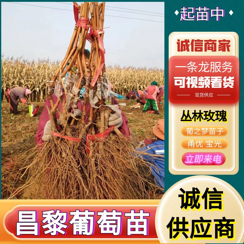 《昌黎葡萄苗》甬优/宝光/丛林玫瑰/葡之梦/现挖现发