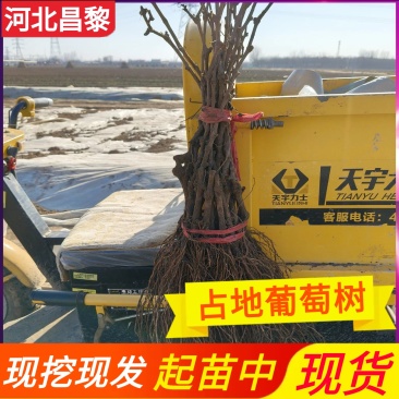 占地葡萄苗/当年生葡萄苗/2-5年生占地葡萄树/现挖现发