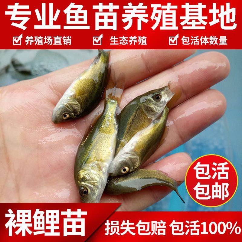【技术指导】重庆裸鲤鱼苗鱼苗基地直发专业打包团队欢迎咨询