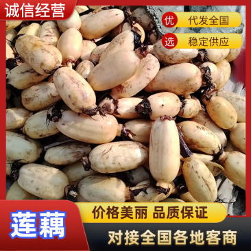 莲藕3735陕西莲藕万亩基地持续供应供应全国市场