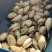 莲藕3735陕西莲藕万亩基地持续供应供应全国市场