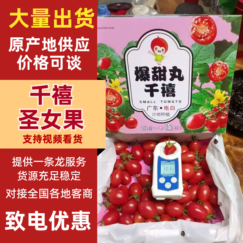 千禧圣女果广东茂名圣女果产地一手货源对接电商市场等