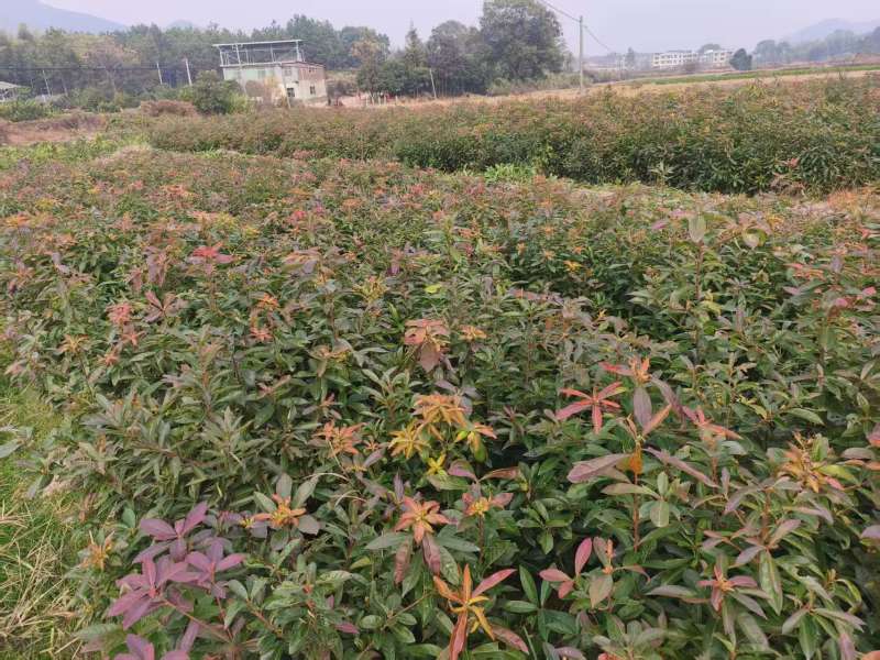 木荷裸根苗基地直发量大从优诚信合作欢迎来电咨询