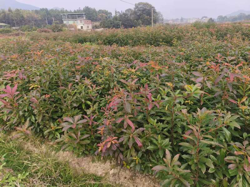 木荷裸根苗基地直发量大从优诚信合作欢迎来电咨询