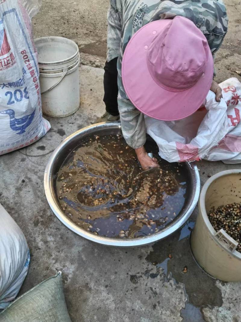 小叶青冈颗粒饱满质量保证价格合理进店下单包售后