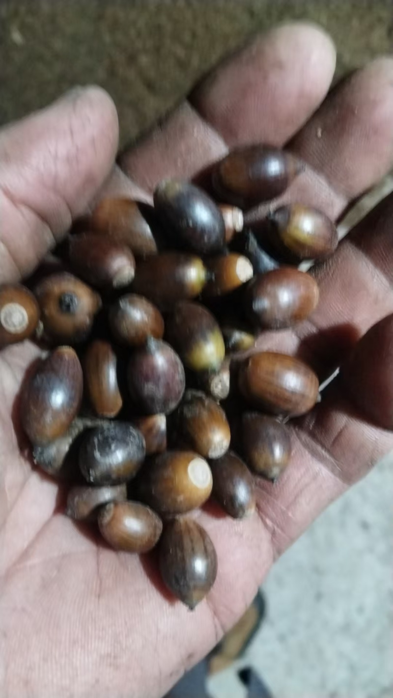 小叶青冈颗粒饱满质量保证价格合理进店下单包售后