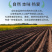 有机花生东北花生米红皮花生五谷杂粮粗粮山姆胖东来批发代发