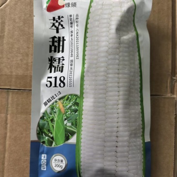萃甜糯518白玉米种子高产糯玉米种子早熟甜加糯大棒高产