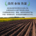 有机胚芽米东北大米罐装新米五常大米主食香软糯易煮批发代发