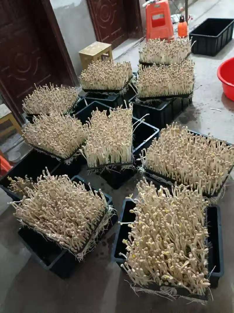 精品花生芽鲜花生芽/陕西汉中价格可谈）欢迎电联