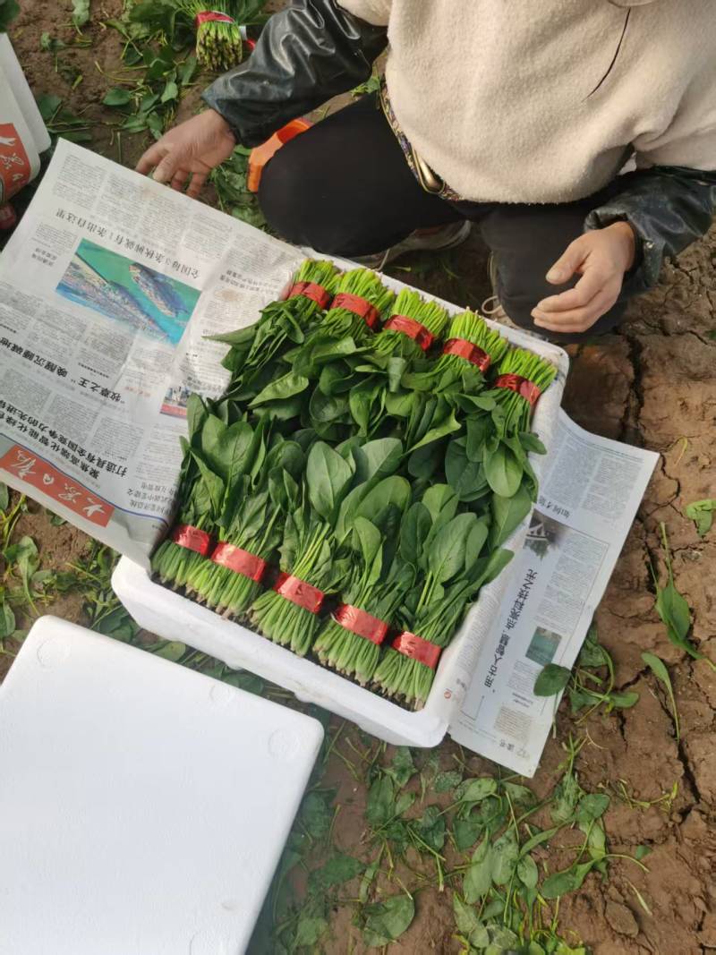 大叶菠菜追求质量货源充足价格合理大量有货对接商超