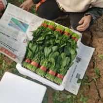 大叶菠菜大棚种植质量保证人工分拣装框发货全国