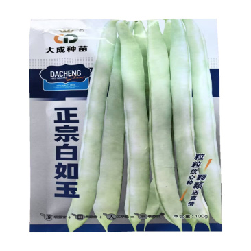 正宗白如玉芸豆种子中熟高产扁圆白芸豆种子