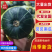 精品贝贝口感瓜/电商直播/社区团购/市场商超/一件代发