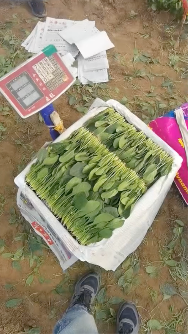 大叶菠菜大棚种植质量保证人工分拣装框发货全国