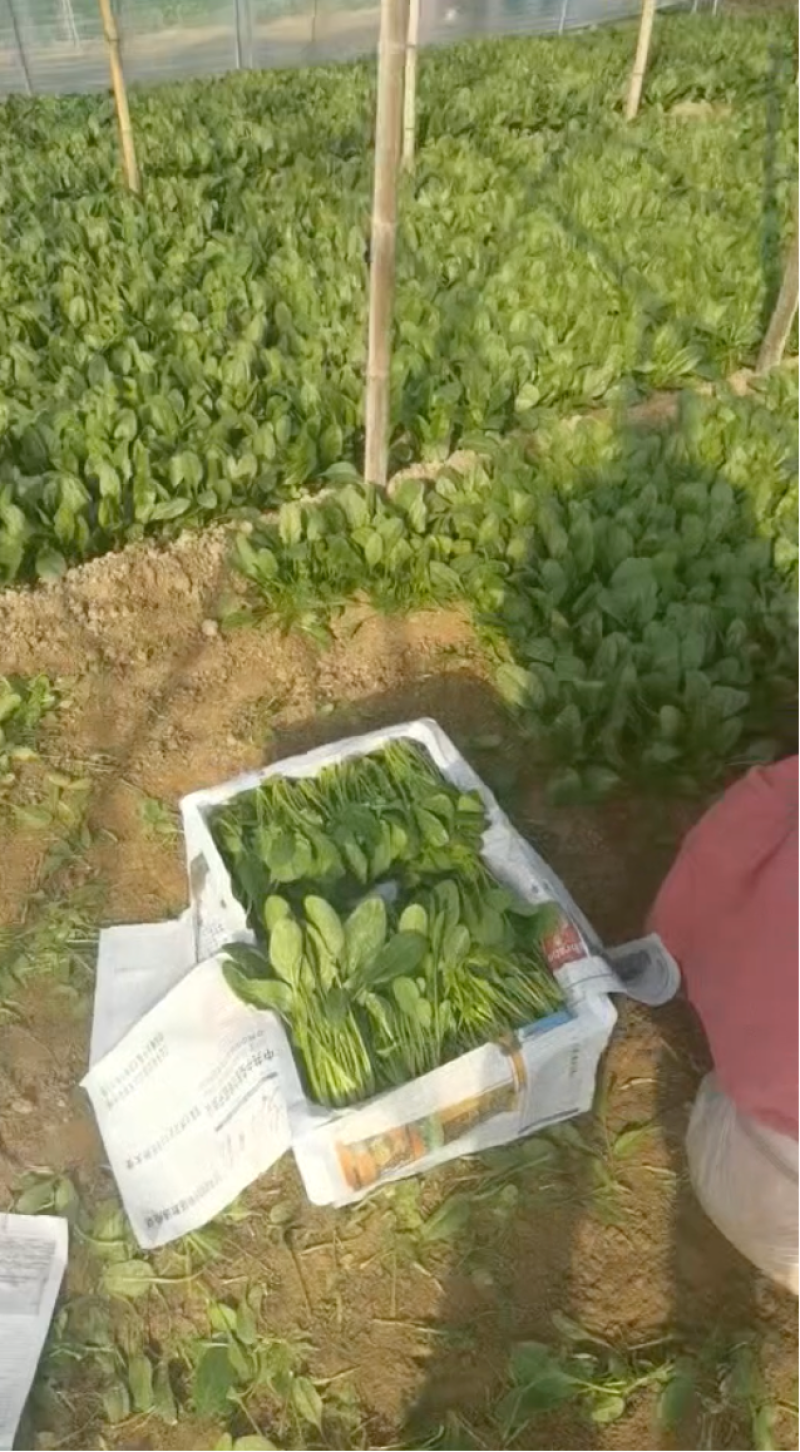 大叶菠菜大棚种植质量保证人工分拣装框发货全国