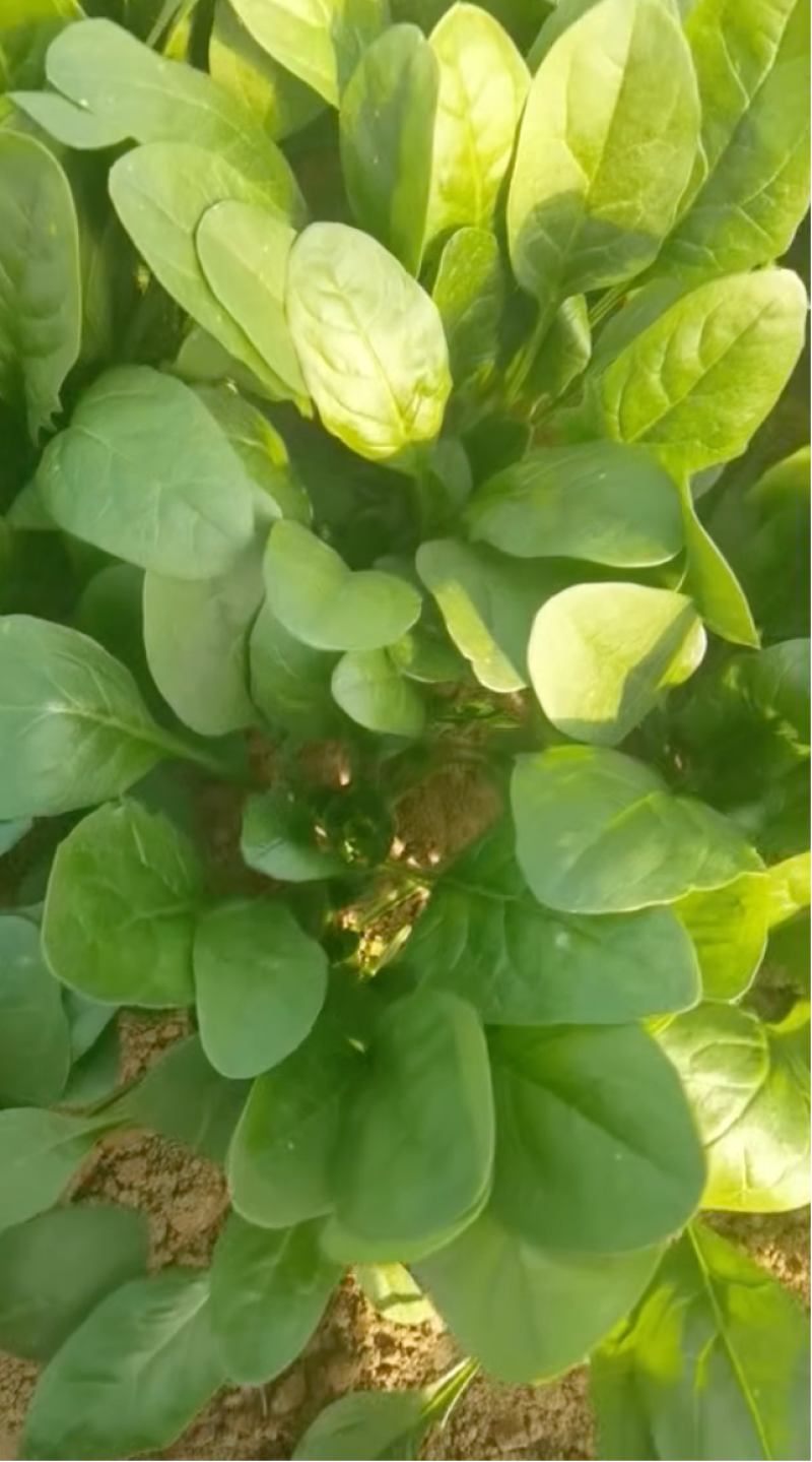 大叶菠菜大棚种植质量保证人工分拣装框发货全国