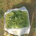 大叶菠菜大棚种植质量保证人工分拣装框发货全国