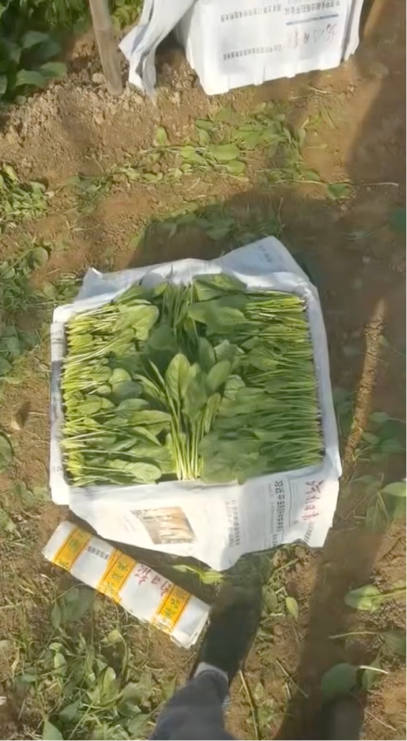 大叶菠菜大棚种植质量保证人工分拣装框发货全国