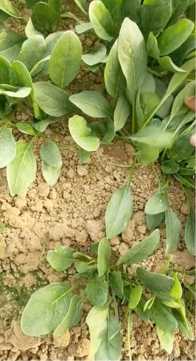 大叶菠菜大棚种植质量保证人工分拣装框发货全国