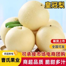 河北皇冠梨/箱装筐装对接电商团购批发市场