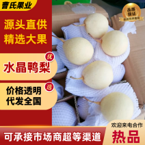 水晶鸭梨/河北赵县/对接批发采购商超