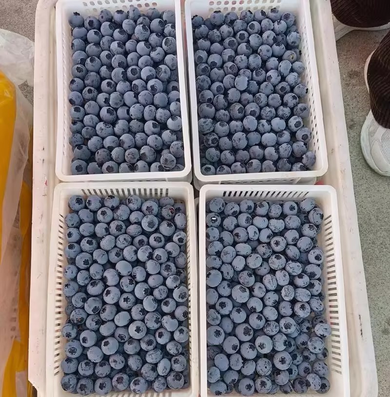 云南精品蓝莓L25蓝莓基地一手货源对接电商市场商超