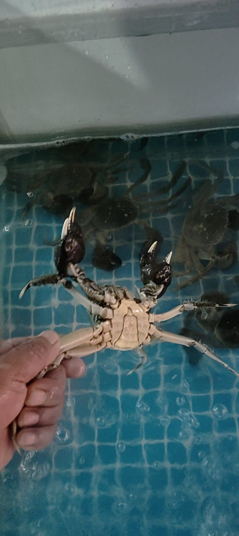 清水大闸蟹视频看货品质保证诚信经营欢迎咨询