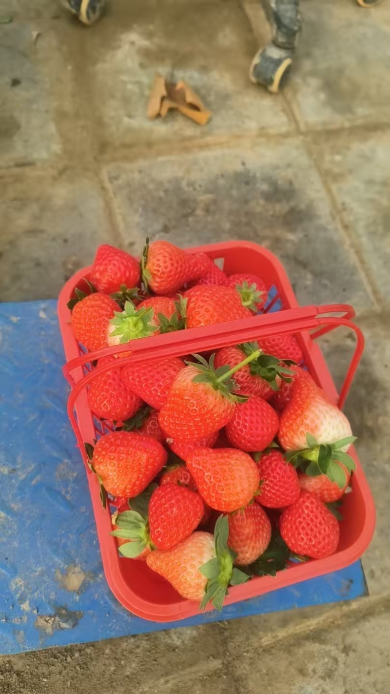 草莓/奶油草莓/开封通许基地直供.对接批发采购
