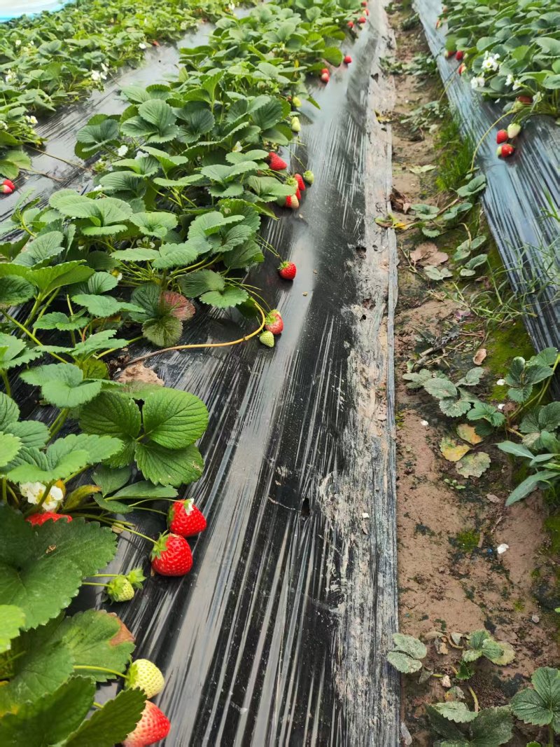 草莓/奶油草莓/开封通许基地直供.对接批发采购