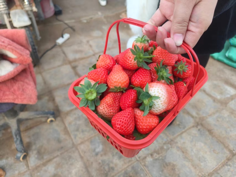 草莓/奶油草莓/开封通许基地直供.对接批发采购