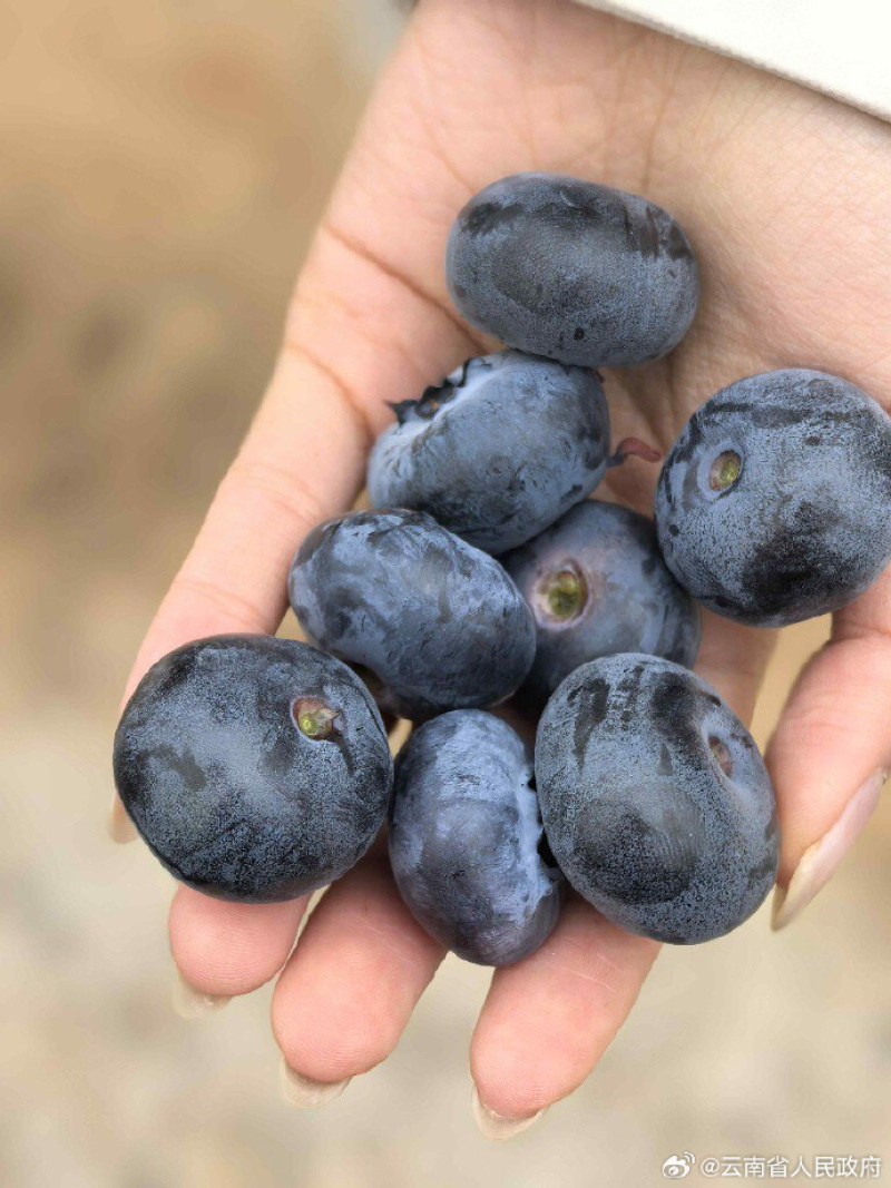云南精品蓝莓L25蓝莓基地一手货源对接电商市场商超