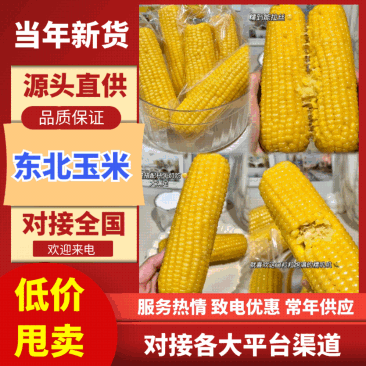 黑龙江哈尔滨发货速冻玉米支持电商一件代发大甩卖