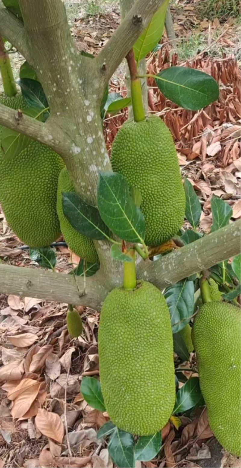 香蜜一号榴莲蜜苗成活率高质量保证提供技术指导进店讲解