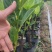 香蜜一号榴莲蜜苗成活率高质量保证提供技术指导进店讲解