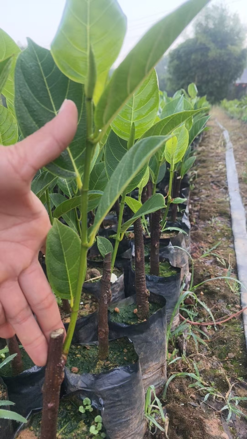 香蜜一号榴莲蜜苗成活率高质量保证提供技术指导进店讲解