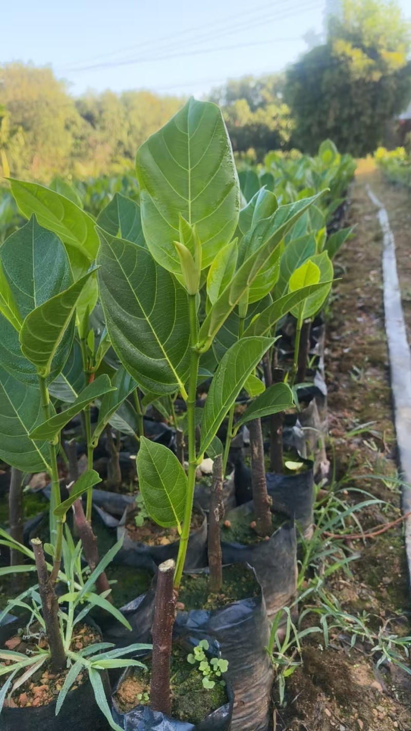 香蜜一号榴莲蜜苗成活率高质量保证提供技术指导进店讲解